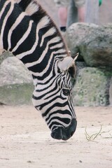 Fototapeta premium Zebra Portrait