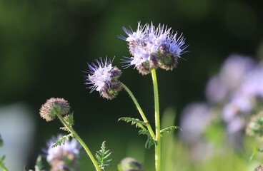 phacélie et butinage