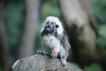 Cotton top Tamarin