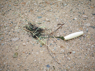 Plastic trash on the beach