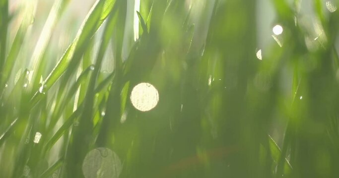 Fresh green grass with dew drops clips, dew drops on green grass footage, rain drops on green grass video. Closeup rotation