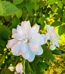 Stock Foto Flower white jasmine, beautiful summer flower
