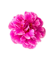 Stock Foto Flower pink peon, beautiful summer flower