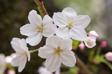 Scenery around Minoh Park in Osaka,Japan.
The cherry blossoms are in full bloom. 