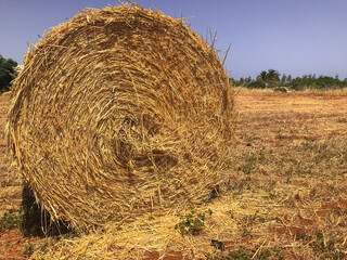 hay bales in a mown field. Protaras. Ayia Napa. Cyprus.