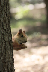 Wildlife concept - cute squirrel sitting on a tree in a park