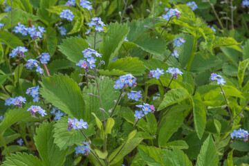 Beautiful flowers with blue petals grow in the garden in May