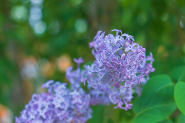 Obraz premium Close-up of common lilac growing in the village near the house in May