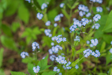 Obraz na płótnie Canvas Flowers with small buds and blue petals grow in May near the house