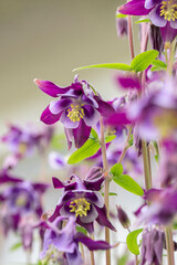 Purple columbine flowers (Aquilegia) in a kitchen garden.