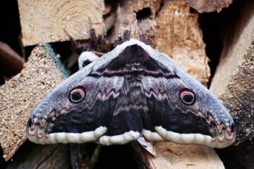 Saturnia Pyri the giant peacock night butterfly sits on pile of wood, the largest European butterfly with spread wings