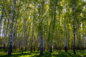 Beautiful landscape - summer birch forest
