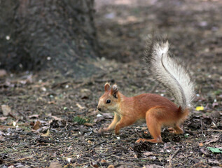 Naklejka na ściany i meble cute squirrel searching food in a park