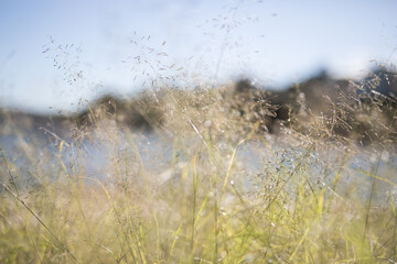 Fototapeta premium Grass in the sun