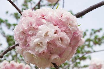 This cherry blossom is called 