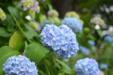 アジサイ紫陽花
梅雨の時期に綺麗な花を咲かせました。いろいろな色を楽しめます。