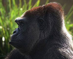Western Lowland Gorilla appearing to be in deep thought. Possibly considering the meaning of it all.