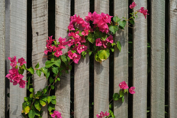 Fototapeta na wymiar Pink flowers of the Bougainvillea spectabilis against a wooden fence.