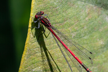 dragonfly on a leaf