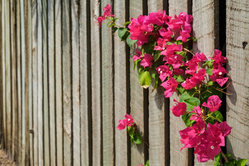 Pink flowers of the Bougainvillea spectabilis against a wooden fence.