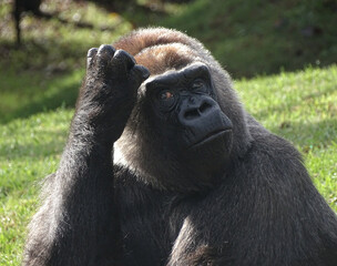 Western Lowland Gorilla appearing to be in deep thought. Possibly considering the meaning of it all.