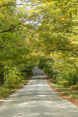 Fototapeta na wymiar road in the forest in autumn