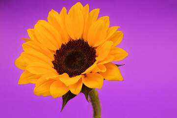 yellow sunflower