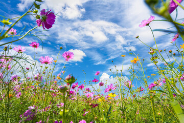 Obraz na płótnie Canvas Colorful cosmos blooming in the beautiful garden flowers on hill landscape mountain and summer.
