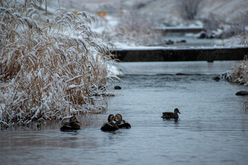 ducks on the river