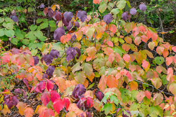 detail of colorful leaves in Indian Summer colors