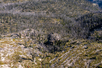 Drone aerial photograph of forest regeneration after bushfires in regional Australia