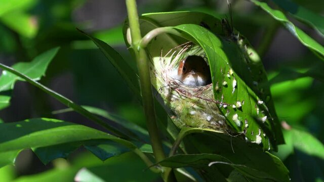 Mother of Ashy tailorbird holding her eggs at her nest.