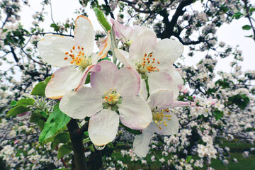 Blooming apple orchards