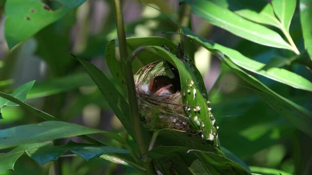Mother of Ashy tailorbird holding her eggs at her nest.