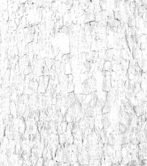 White rough bark texture in retro concept.