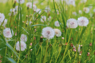 Fototapeta premium A field of fluffy white dandelions on a sunny summer day, the flowers scatter their seeds in the wind