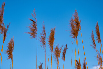 Obraz premium dry grass and reed in meadow