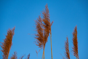 dry grass and reed in meadow, summer time