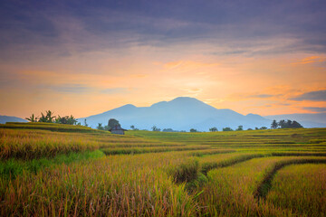 landscape Expanse of rice fields at morning sunrise with beautiful mountains in Indonesia