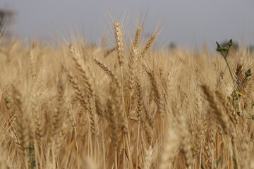 wheat crop is most essential crop for human consumption and cultivation