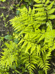 fern leaves