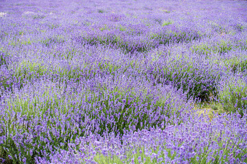 Fototapeta premium In the suburbs of England, a whole purple lavender blooms in summer