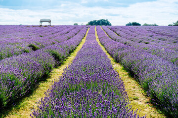 In the suburbs of England, a whole purple lavender field with walkways is in full bloom on a sunny summer day