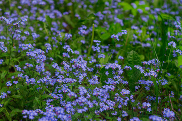 Fototapeta premium A clearing with blue small flowers forget-me-nots