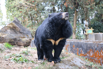 Posing Bear in Fashion