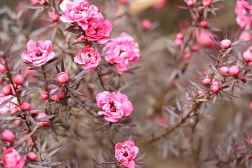 冬に咲く小さは花のギョリュウバイ