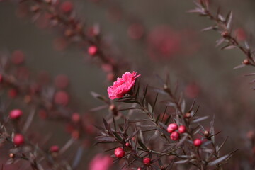 冬に咲く小さは花のギョリュウバイ
