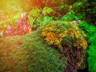 In natural conditions, moss on a rotten stump.
