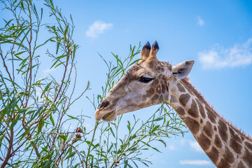 close up of a giraffes head