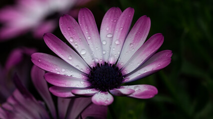 Obraz premium blume, pink, natur, lila, daisy, garden, pflanze, green, schönheit, blume, 